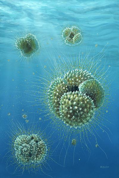 planktonic foraminifer Acarinina mcgowrani